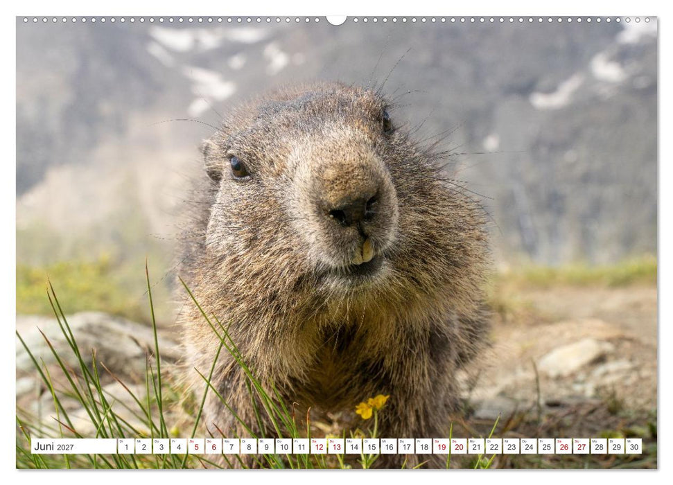 Mankei Momente am Großglockner- Murmeltiere auf der Franz-Josefs-Höhe (CALVENDO Wandkalender 2027)