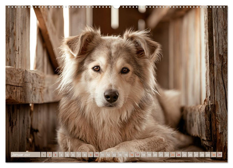 Zwischen Fell und Seele (CALVENDO Premium Wandkalender 2027)