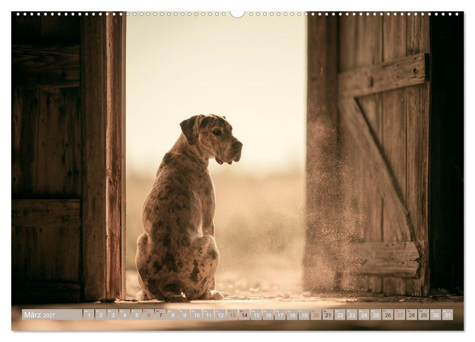 Zwischen Fell und Seele (CALVENDO Premium Wandkalender 2027)
