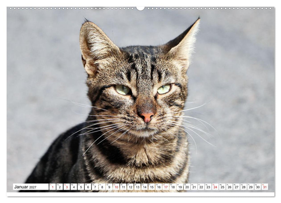 Die Izmir Katzen (CALVENDO Wandkalender 2027)