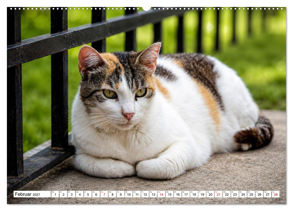 Die Izmir Katzen (CALVENDO Wandkalender 2027)