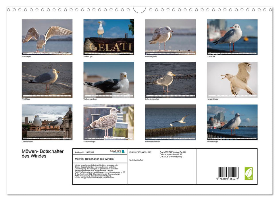 Möwen- Botschafter des Windes (CALVENDO Wandkalender 2027)