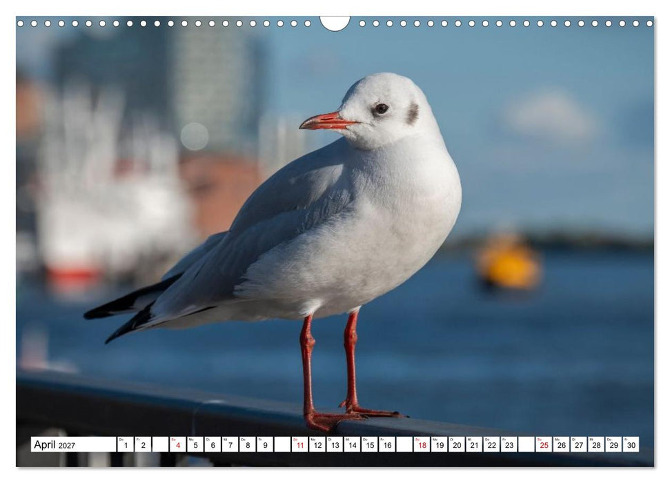 Möwen- Botschafter des Windes (CALVENDO Wandkalender 2027)