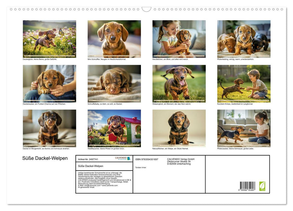 Süße Dackel-Welpen (CALVENDO Wandkalender 2027)