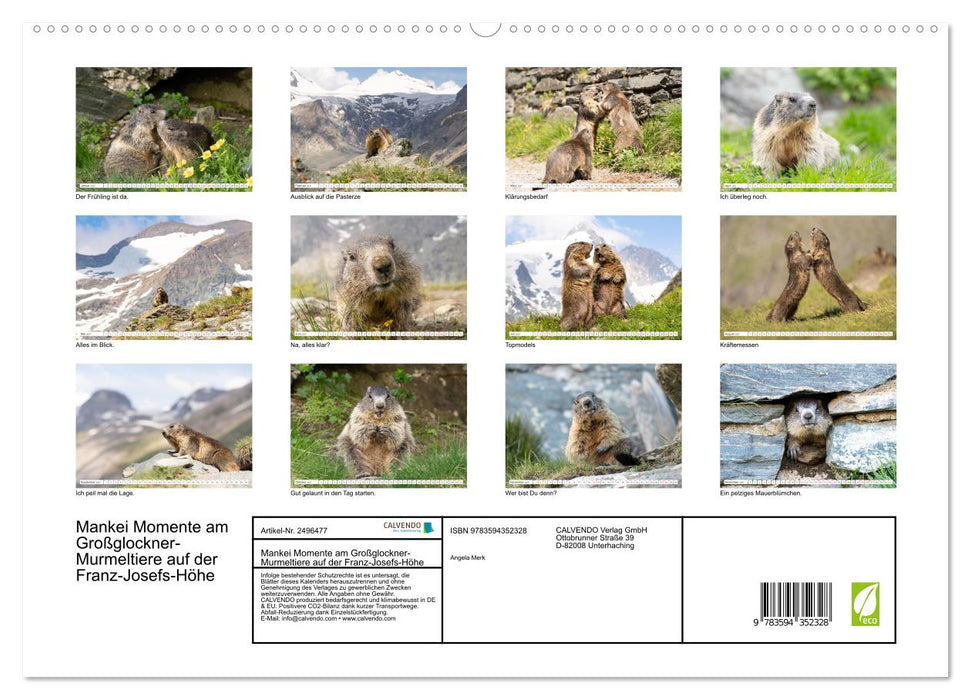 Mankei Momente am Großglockner- Murmeltiere auf der Franz-Josefs-Höhe (CALVENDO Premium Wandkalender 2027)