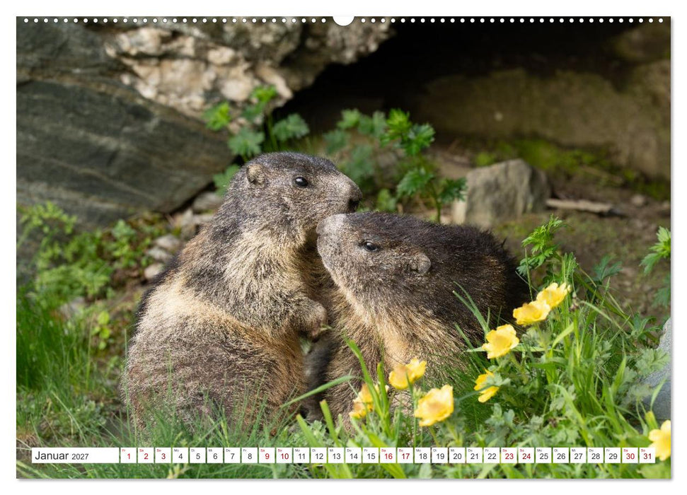 Mankei Momente am Großglockner- Murmeltiere auf der Franz-Josefs-Höhe (CALVENDO Premium Wandkalender 2027)