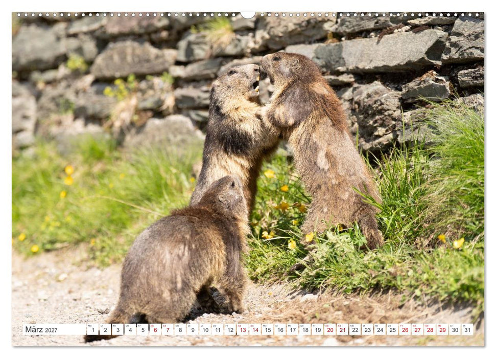Mankei Momente am Großglockner- Murmeltiere auf der Franz-Josefs-Höhe (CALVENDO Premium Wandkalender 2027)
