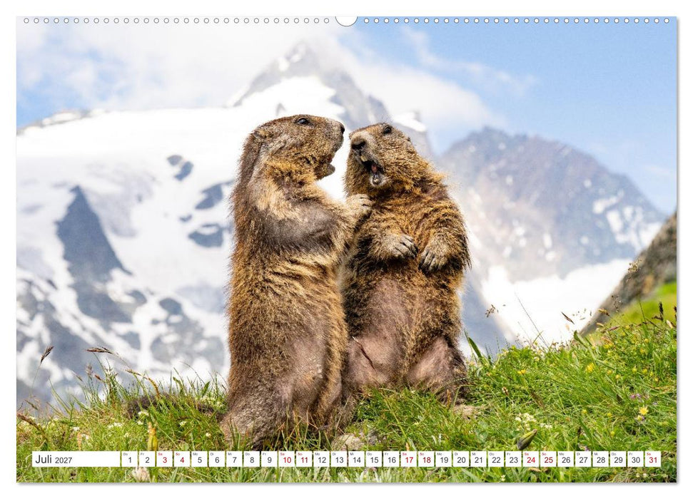 Mankei Momente am Großglockner- Murmeltiere auf der Franz-Josefs-Höhe (CALVENDO Premium Wandkalender 2027)