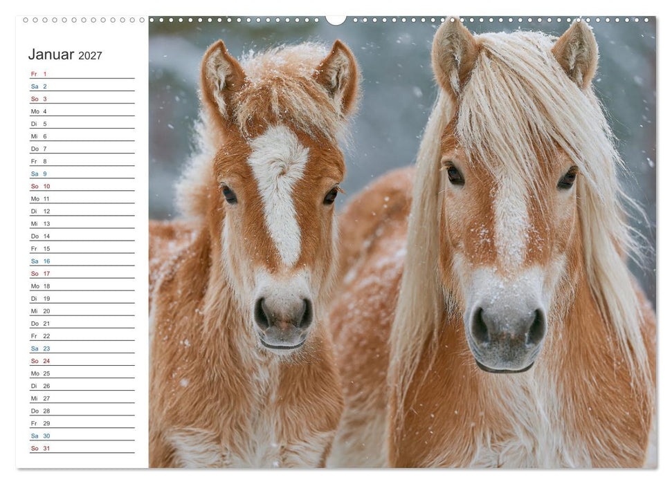 Die Welt der Haflinger (CALVENDO Premium Wandkalender 2027)