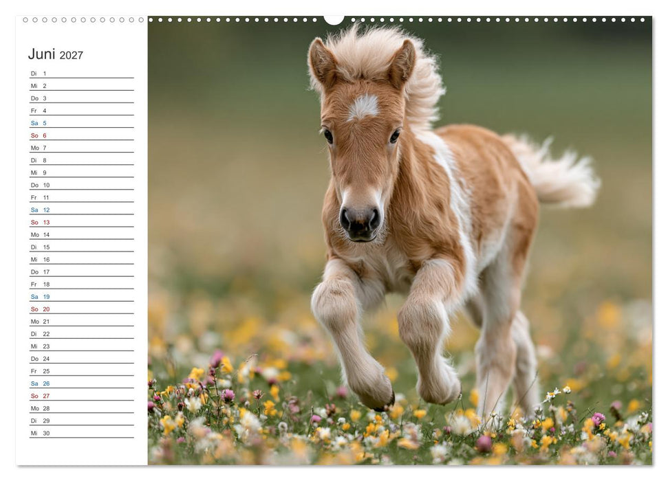 Die Welt der Haflinger (CALVENDO Premium Wandkalender 2027)