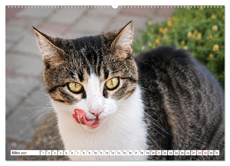 Die Izmir Katzen (CALVENDO Premium Wandkalender 2027)