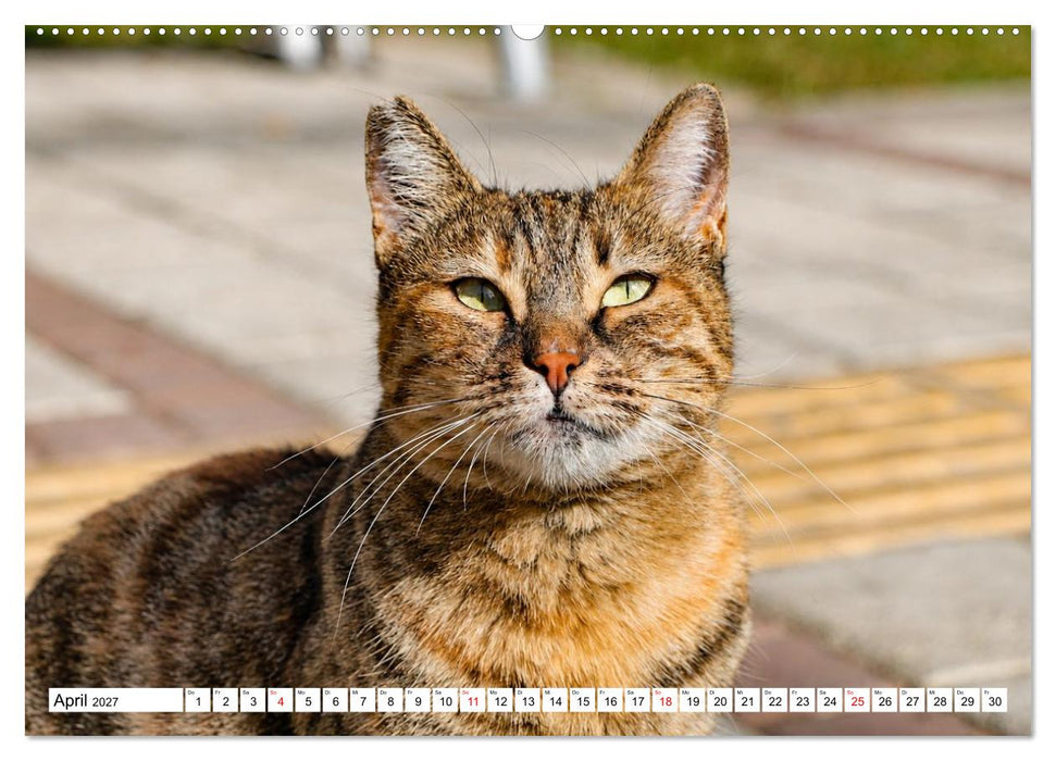 Die Izmir Katzen (CALVENDO Premium Wandkalender 2027)