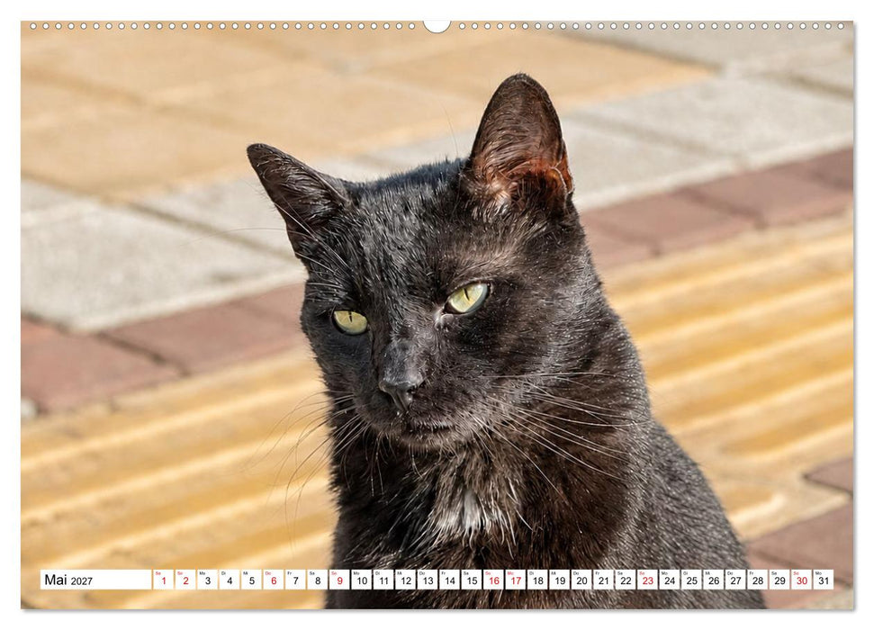 Die Izmir Katzen (CALVENDO Premium Wandkalender 2027)