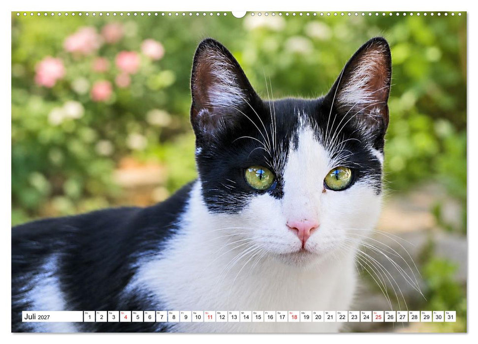 Die Izmir Katzen (CALVENDO Premium Wandkalender 2027)