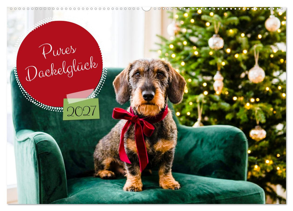 Pures Dackelglück (CALVENDO Wandkalender 2027)
