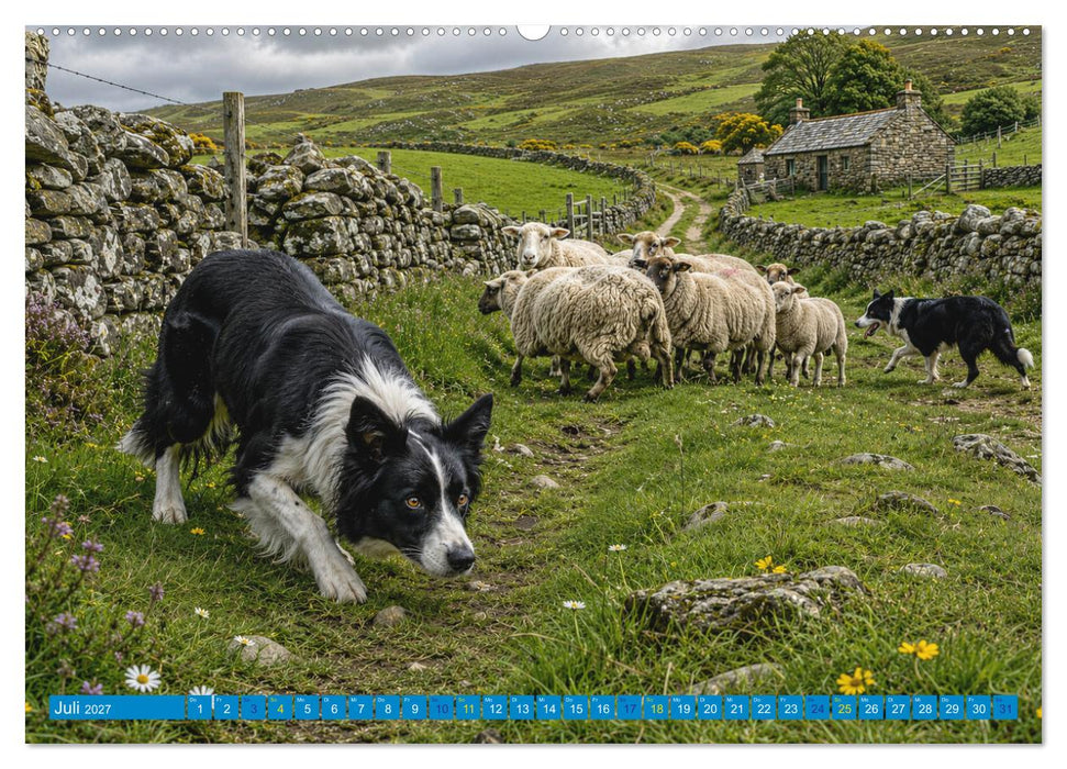 Hunde in ihrer Welt (CALVENDO Premium Wandkalender 2027)
