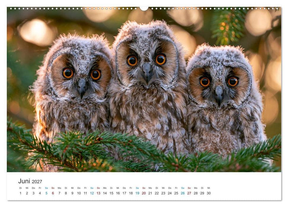 Hüter der Nacht (CALVENDO Wandkalender 2027)