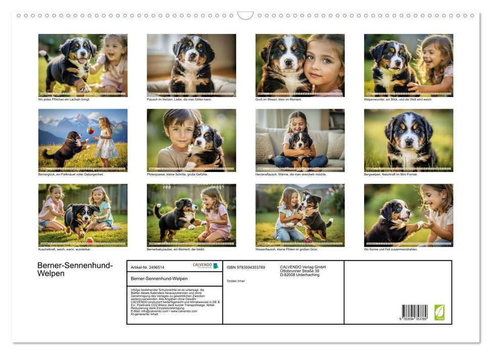 Berner-Sennenhund-Welpen (CALVENDO Wandkalender 2027)