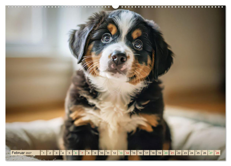 Berner-Sennenhund-Welpen (CALVENDO Wandkalender 2027)