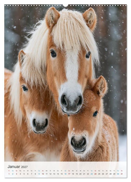 Stolze Haflinger Pferde (CALVENDO Premium Wandkalender 2027)