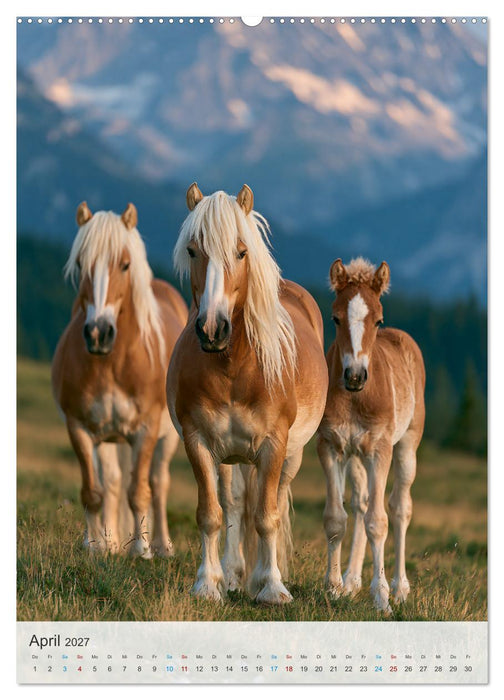 Stolze Haflinger Pferde (CALVENDO Premium Wandkalender 2027)