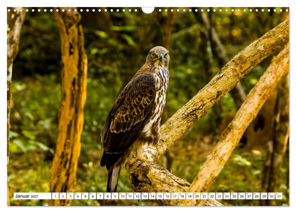 Sri Lanka - Gefiederte Schönheiten (CALVENDO Wandkalender 2027)