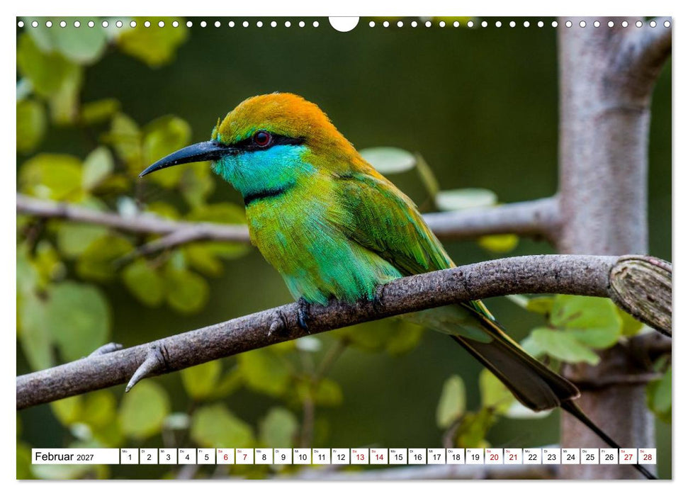 Sri Lanka - Gefiederte Schönheiten (CALVENDO Wandkalender 2027)