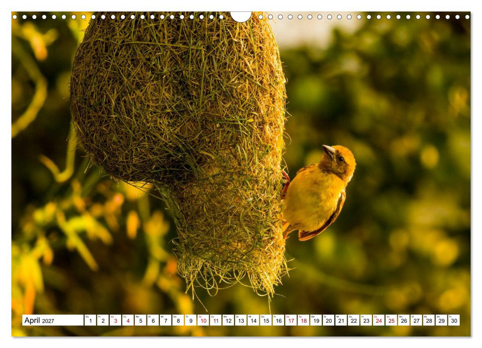 Sri Lanka - Gefiederte Schönheiten (CALVENDO Wandkalender 2027)