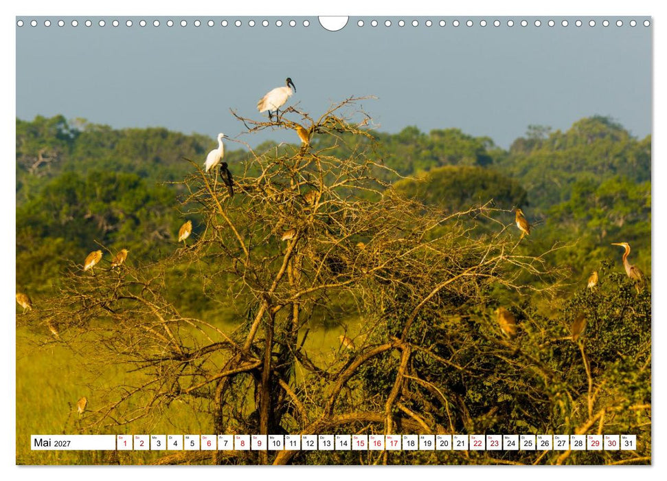 Sri Lanka - Gefiederte Schönheiten (CALVENDO Wandkalender 2027)