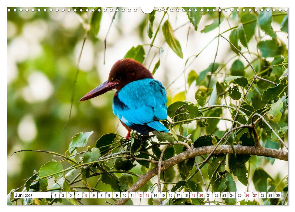 Sri Lanka - Gefiederte Schönheiten (CALVENDO Wandkalender 2027)