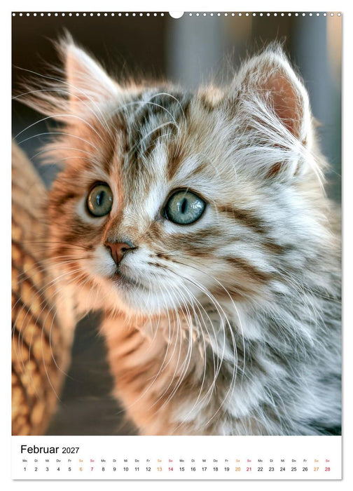 Kätzchen - Mini-Tiger in Aktion (CALVENDO Wandkalender 2027)