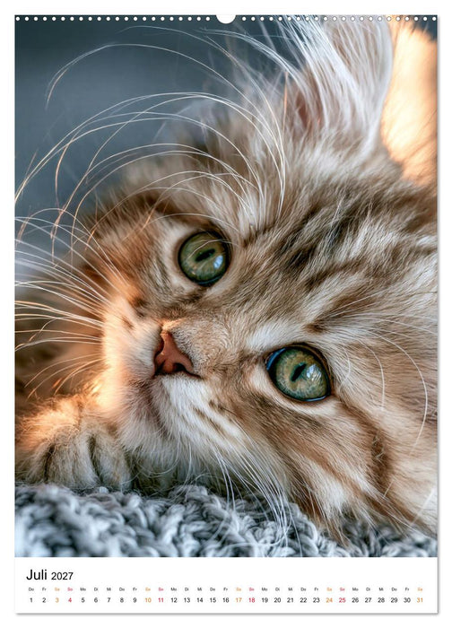 Kätzchen - Mini-Tiger in Aktion (CALVENDO Premium Wandkalender 2027)