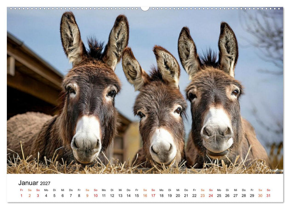 Esel - Humor mit langen Ohren (CALVENDO Wandkalender 2027)