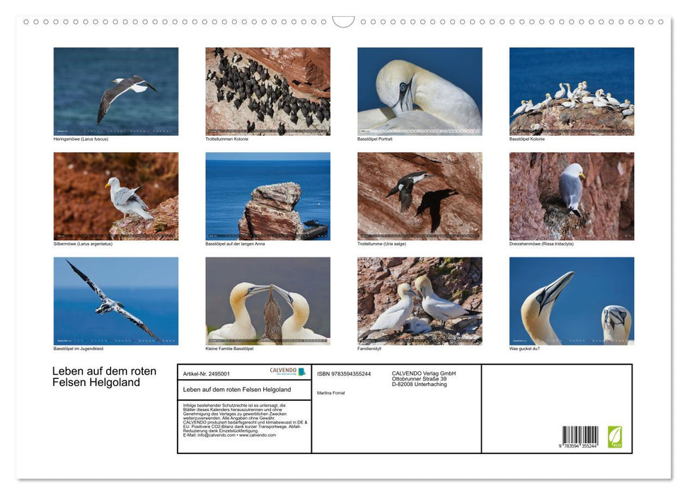 Leben auf dem roten Felsen Helgoland (CALVENDO Wandkalender 2027)