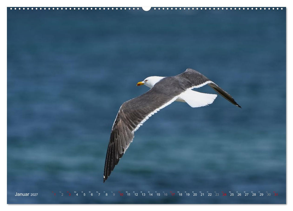 Leben auf dem roten Felsen Helgoland (CALVENDO Wandkalender 2027)