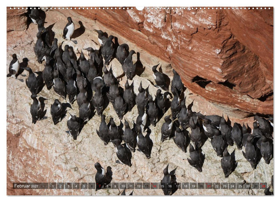 Leben auf dem roten Felsen Helgoland (CALVENDO Wandkalender 2027)