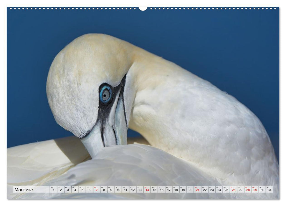Leben auf dem roten Felsen Helgoland (CALVENDO Wandkalender 2027)