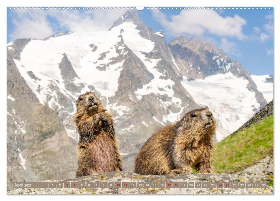 Bergauf ins Paradies am Großglockner - Gipfelblicke und Murmeltierpfiffe (CALVENDO Premium Wandkalender 2027)