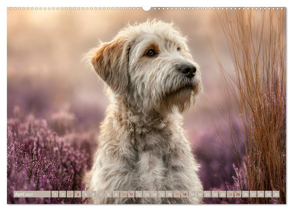 Zwischen Fell und Seele (CALVENDO Wandkalender 2027)