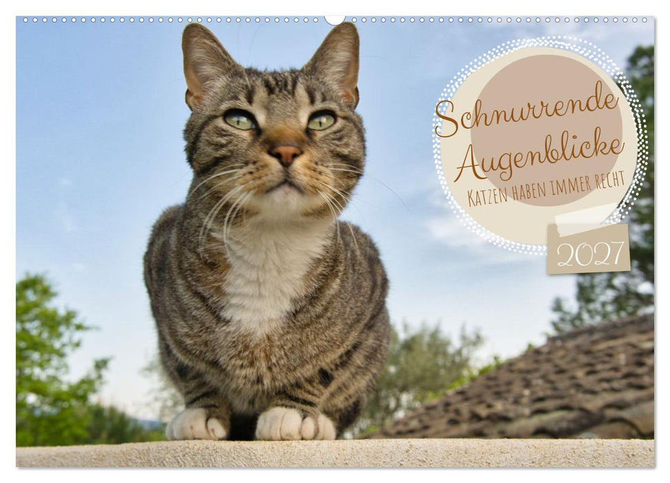 Schnurrende Augenblicke (CALVENDO Wandkalender 2027)