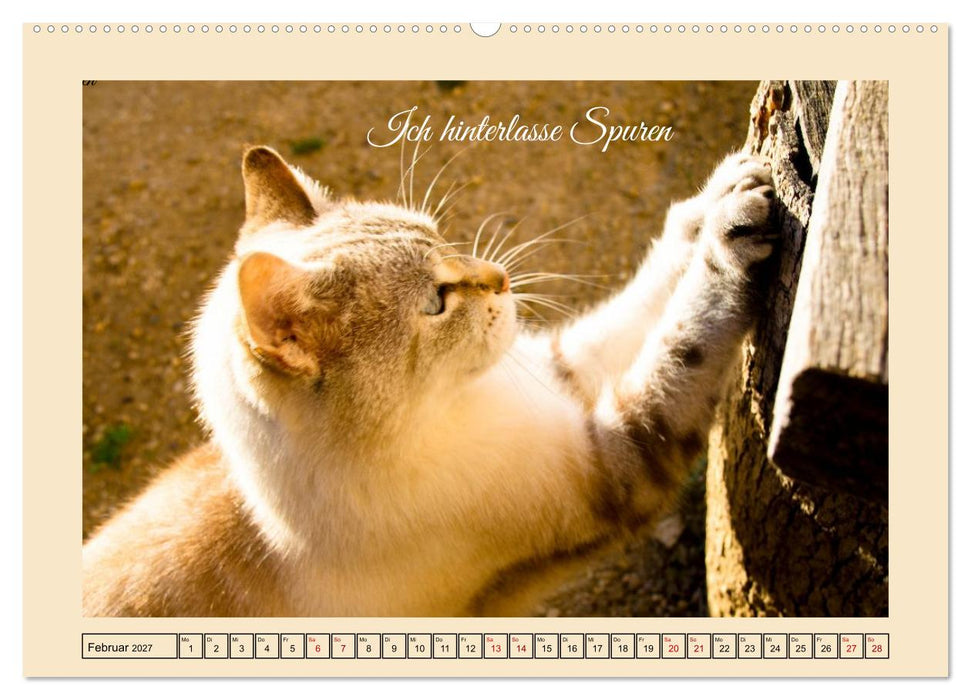 Schnurrende Augenblicke (CALVENDO Wandkalender 2027)