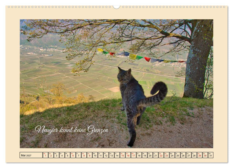 Schnurrende Augenblicke (CALVENDO Wandkalender 2027)