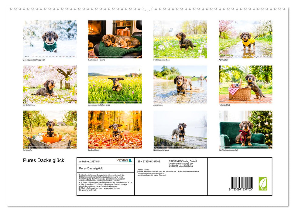 Pures Dackelglück (CALVENDO Premium Wandkalender 2027)