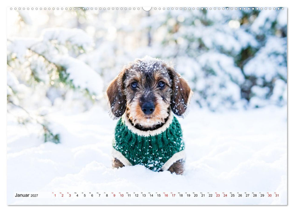 Pures Dackelglück (CALVENDO Premium Wandkalender 2027)