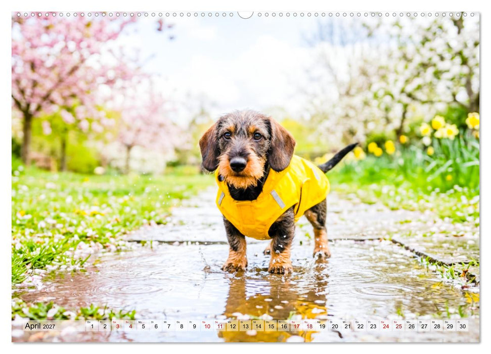 Pures Dackelglück (CALVENDO Premium Wandkalender 2027)