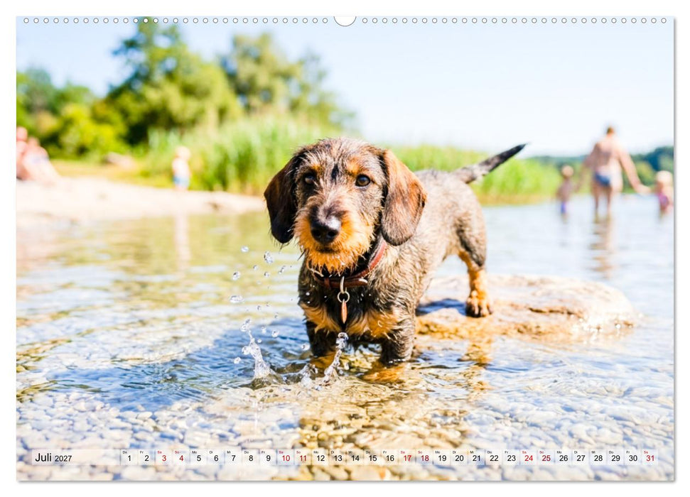 Pures Dackelglück (CALVENDO Premium Wandkalender 2027)