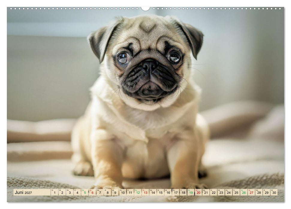 Der kleine Mops-Kalender (CALVENDO Premium Wandkalender 2027)