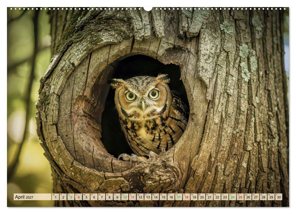 Eulen - furchtlos und elegant (CALVENDO Premium Wandkalender 2027)
