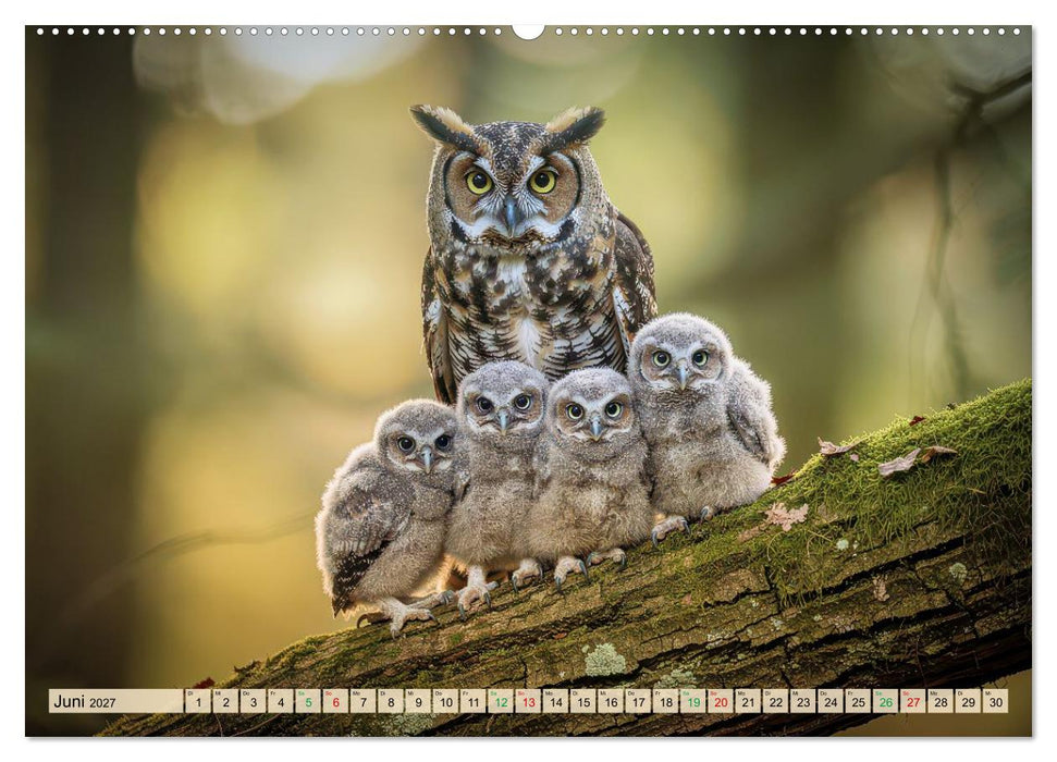 Eulen - furchtlos und elegant (CALVENDO Premium Wandkalender 2027)