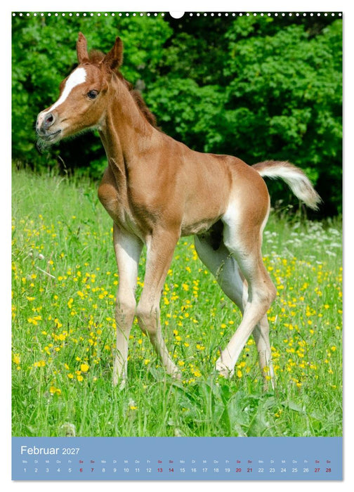 Arabische Anmut in Klein (CALVENDO Premium Wandkalender 2027)
